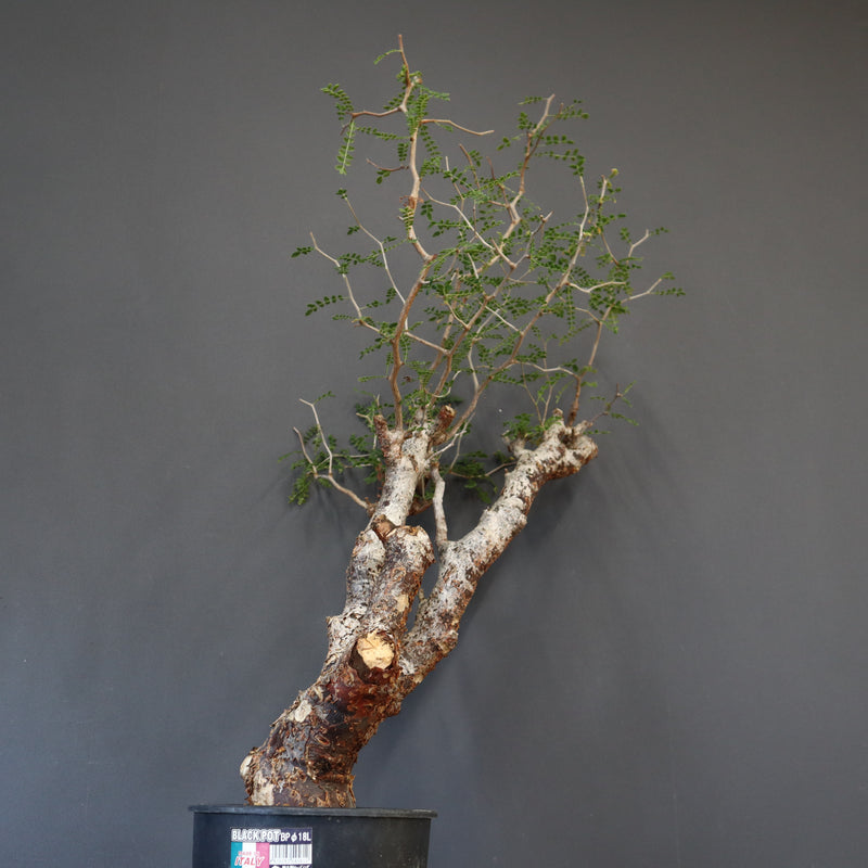 C.モンストローサ 19