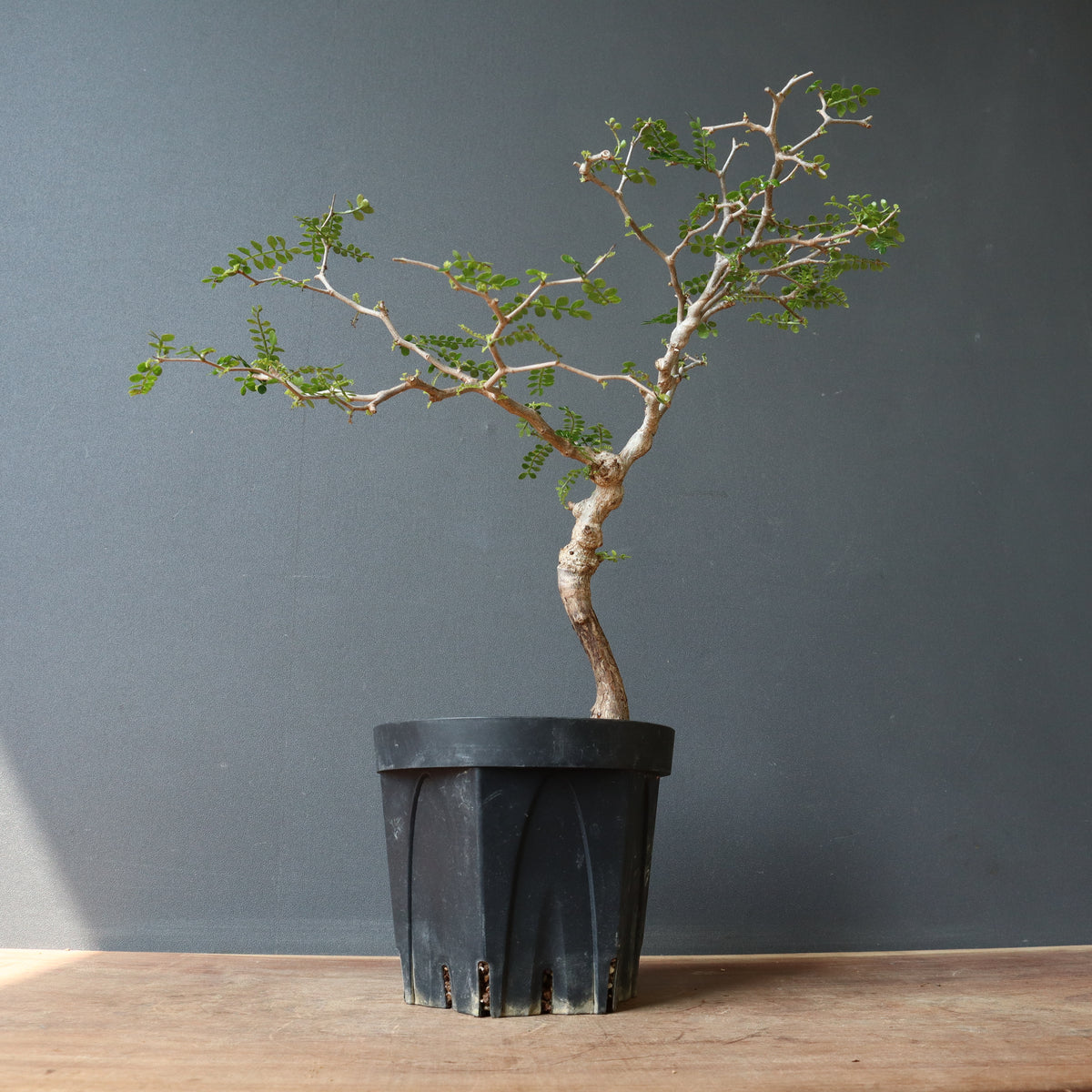 オペルクリカリア　パキプス　実生　検）グラキリス アガベ　塊根 オペルクリカリア パキプス／Operculicarya pachypus 実生5年株