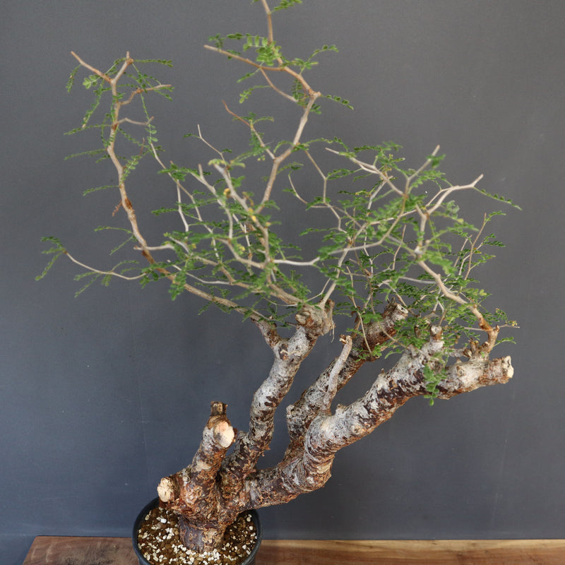 C.モンストローサ 19