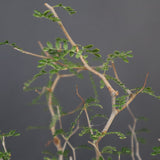 C.モンストローサ 19