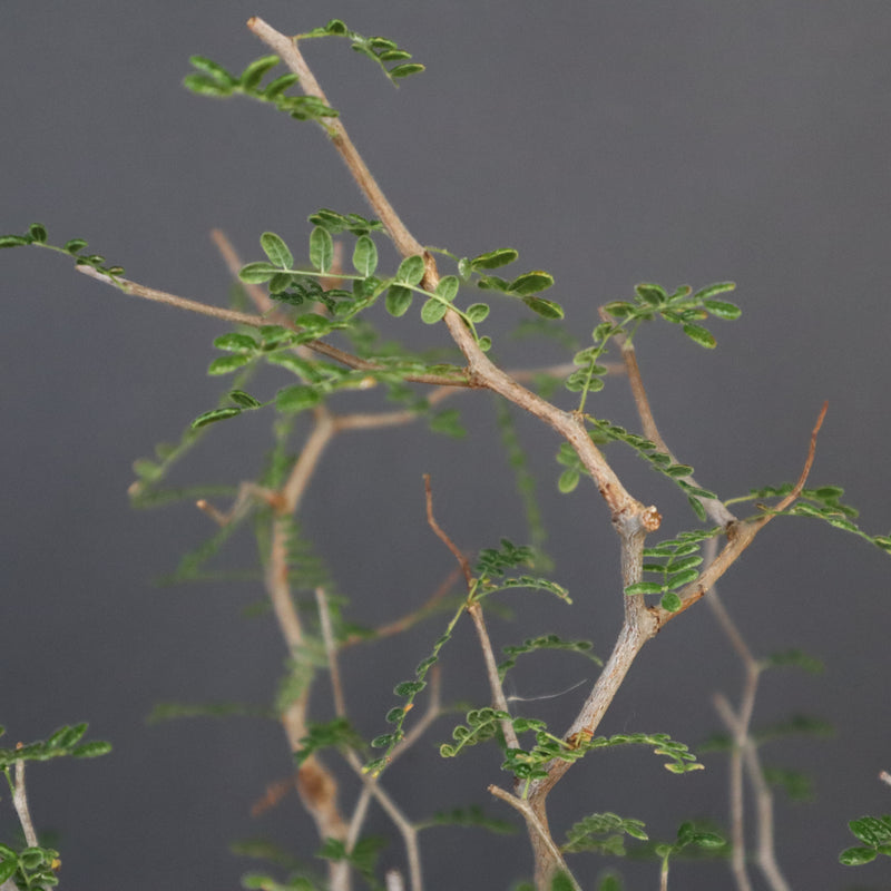 C.モンストローサ 19