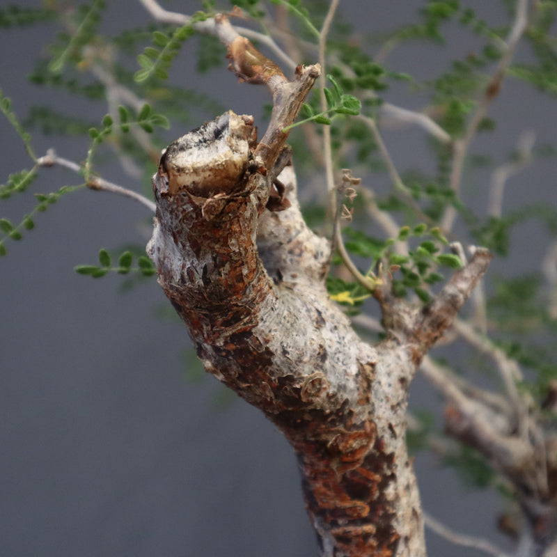 C.モンストローサ 19