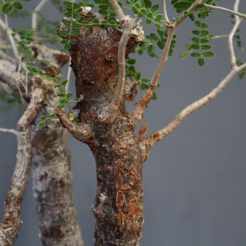 C.モンストローサ 19