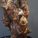 C.モンストローサ 19