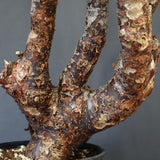 C.モンストローサ 19