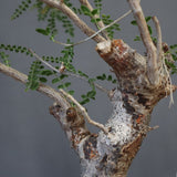 C.モンストローサ 19