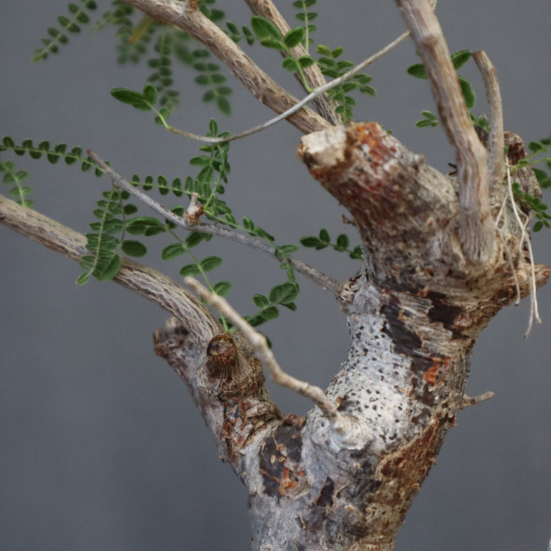 C.モンストローサ 19