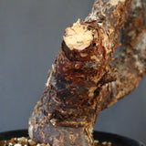 C.モンストローサ 19