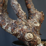 C.モンストローサ 19