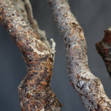 C.モンストローサ 19