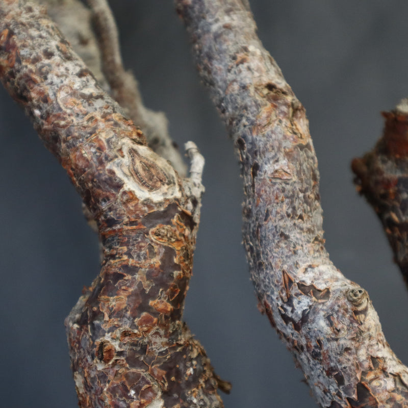 C.モンストローサ 19