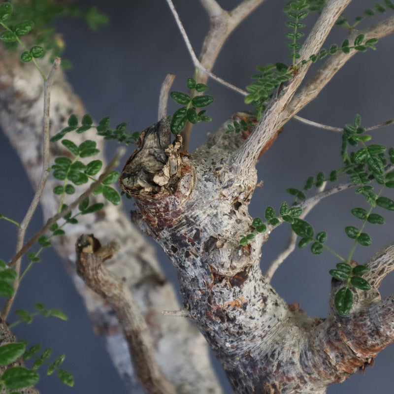 C.モンストローサ 19