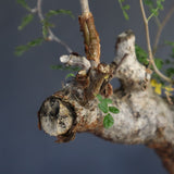 C.モンストローサ 19