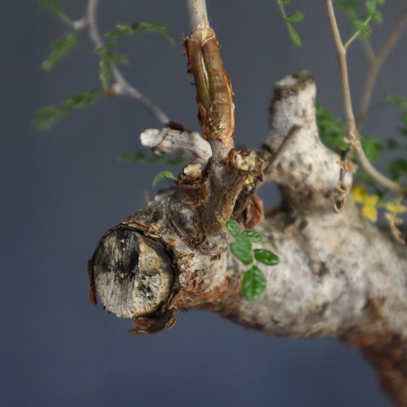 C.モンストローサ 19