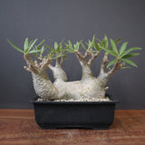 P.グラキリス　486