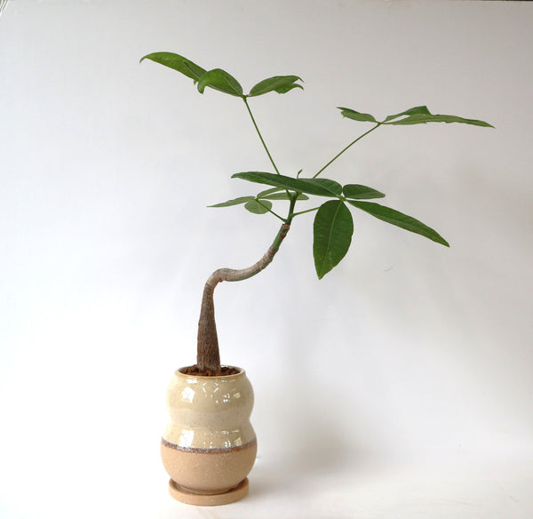 パキラ グラブラ EC2676 – TaiShoDo ONLINE SHOP