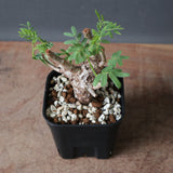 S.メリディオナリス（実生）120