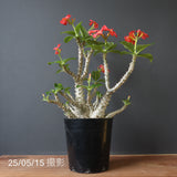 P・ウィンゾリー （実生） 75