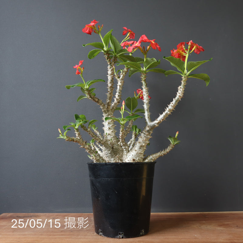 P・ウィンゾリー （実生） 75