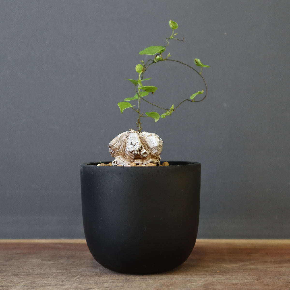 新商品 – 17ページ目 – TaiShoDo ONLINE SHOP