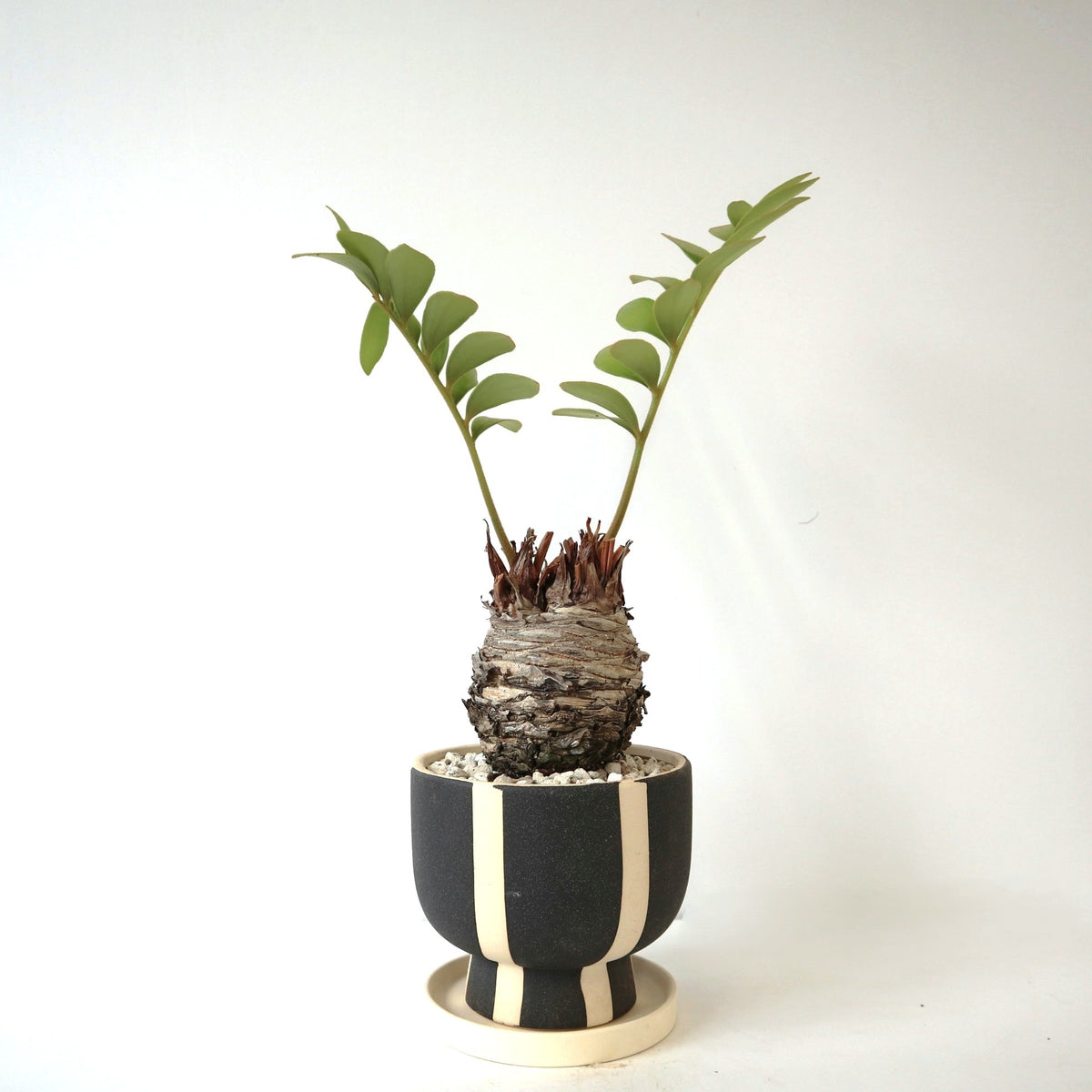 ソテツ 約110cm テラコッタ鉢 ソテツ – TaiShoDo ONLINE SHOP