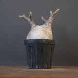 P.グラキリス 2114