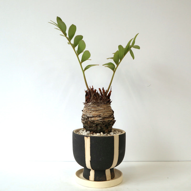 ザミア EC2681 – TaiShoDo ONLINE SHOP