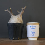 P.グラキリス 2114