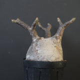 P.グラキリス 2114