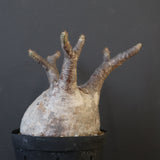 P.グラキリス 2114