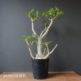 P・ウィンゾリー （実生） 74