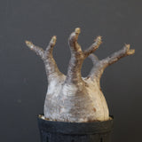 P.グラキリス 2114