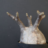 P.グラキリス 2114