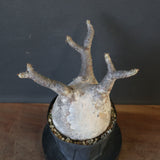 P.グラキリス 2114