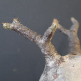 P.グラキリス 2114