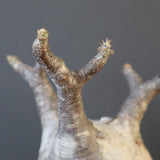 P.グラキリス 2114