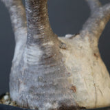 P.グラキリス 2114