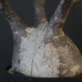 P.グラキリス 2114