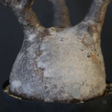 P.グラキリス 2114