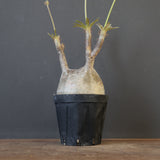 P.グラキリス 2097