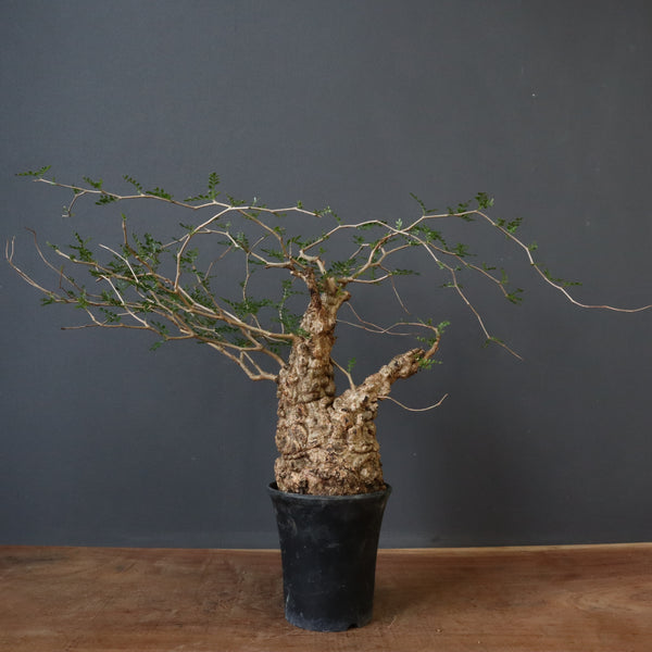 Botanical Holic |  手乗りサイズのパキプス販売  7/10