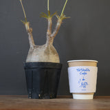 P.グラキリス 2097