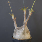 P.グラキリス 2097