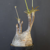 P.グラキリス 2097