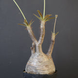 P.グラキリス 2097