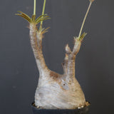 P.グラキリス 2097