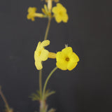 P.グラキリス 2097