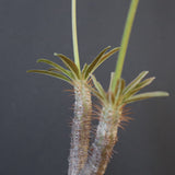 P.グラキリス 2097