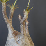 P.グラキリス 2097