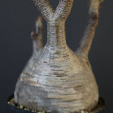 P.グラキリス 2097